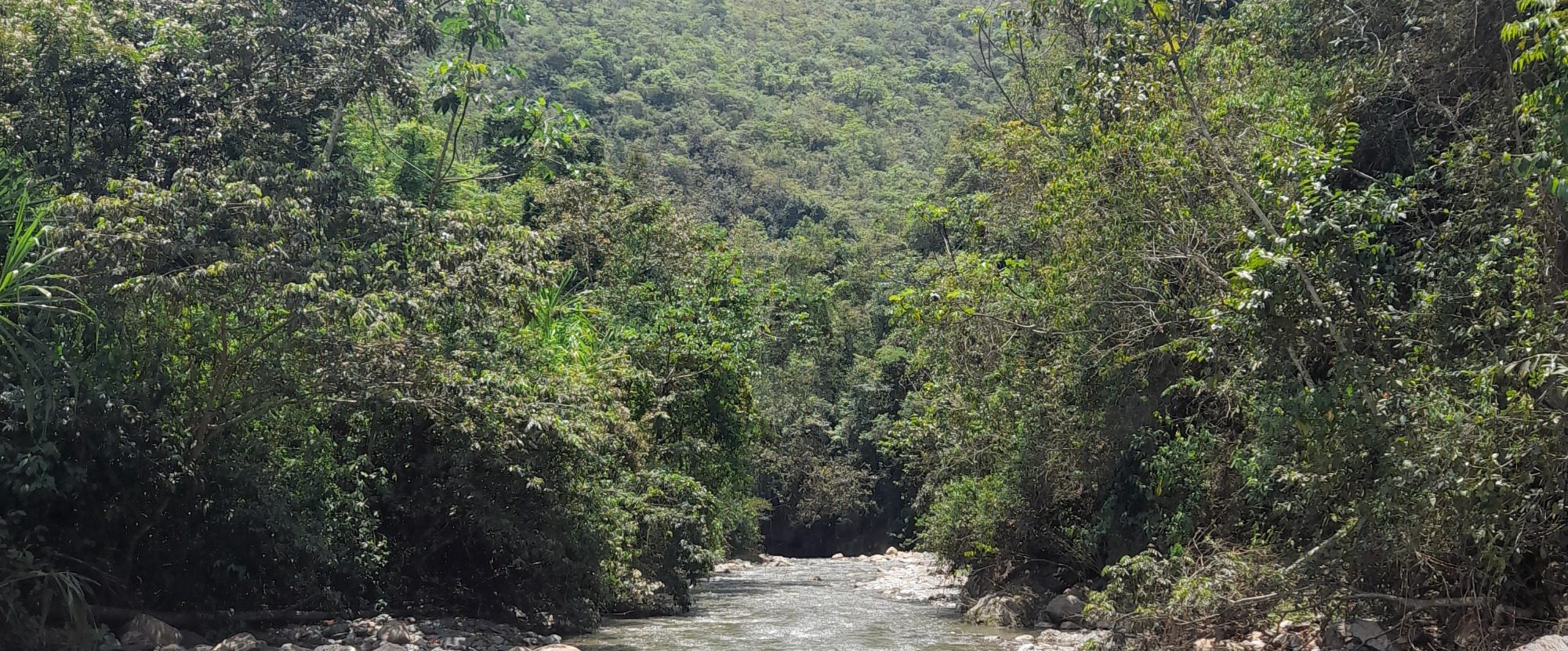 River in the amazon