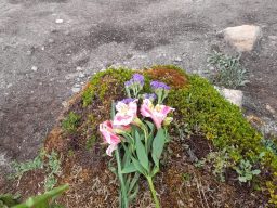 Flowers for the lagoon